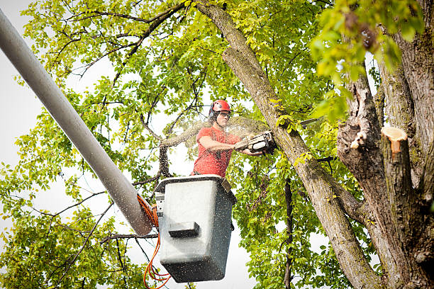 How Our Tree Care Process Works  in  Piney Point Village, TX